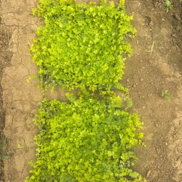过路黄#过路黄方盘规格齐全#山东宿根花卉#花镜植物推荐#