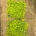 过路黄#过路黄方盘规格齐全#山东宿根花卉#花镜植物推荐#