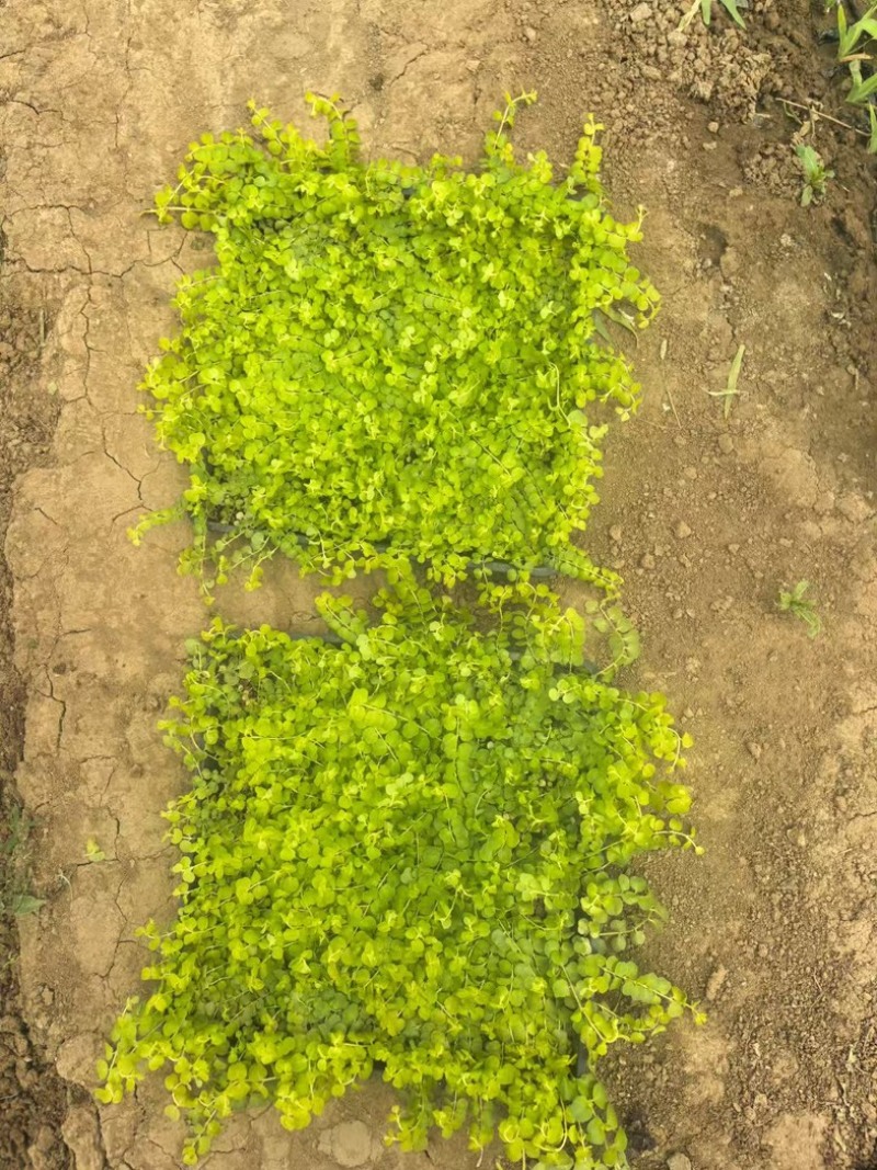 过路黄#过路黄方盘规格齐全#山东宿根花卉#花镜植物推荐#