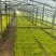 过路黄#过路黄方盘规格齐全#山东宿根花卉#花镜植物推荐#