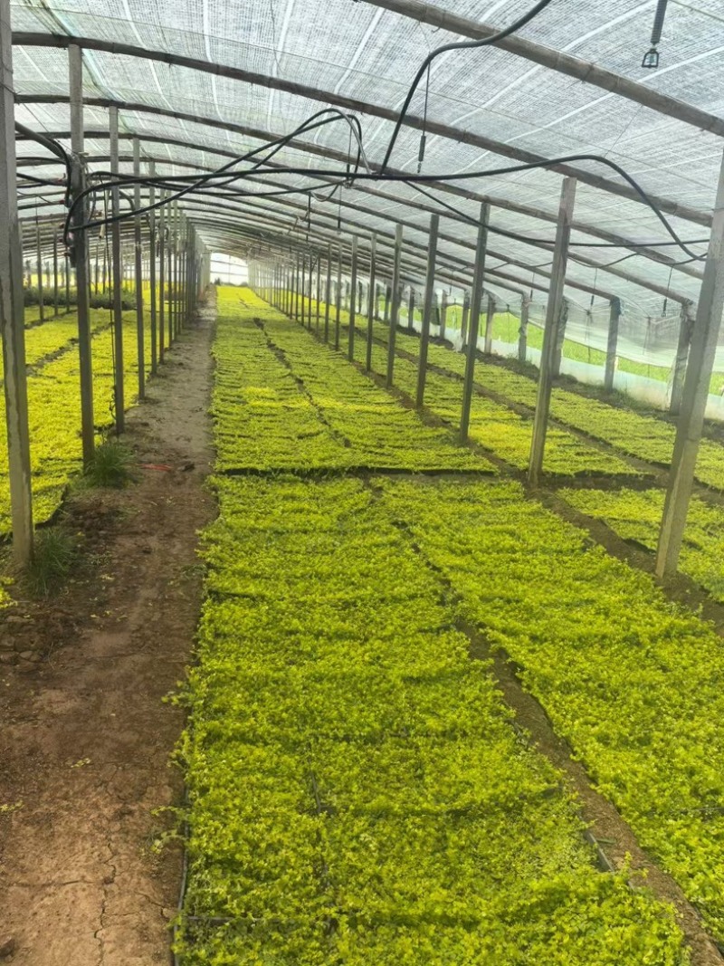 过路黄#过路黄方盘规格齐全#山东宿根花卉#花镜植物推荐#