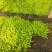 过路黄#过路黄方盘规格齐全#山东宿根花卉#花镜植物推荐#
