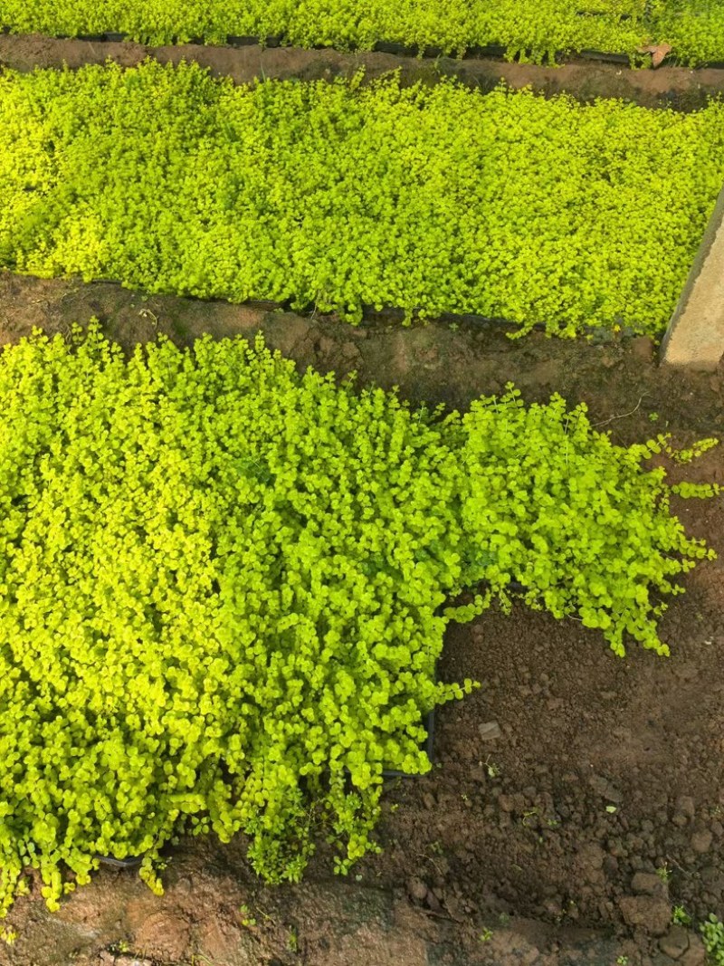 过路黄#过路黄方盘规格齐全#山东宿根花卉#花镜植物推荐#