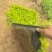 过路黄#过路黄方盘规格齐全#山东宿根花卉#花镜植物推荐#