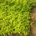 过路黄#过路黄方盘规格齐全#山东宿根花卉#花镜植物推荐#