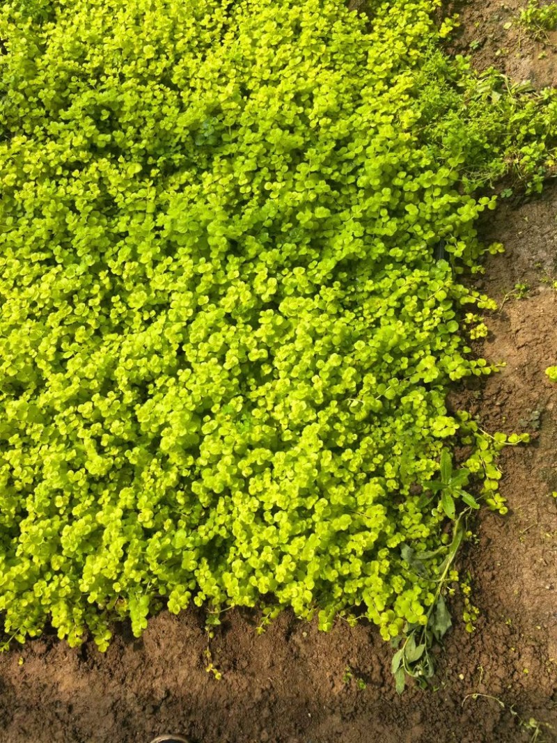 过路黄#过路黄方盘规格齐全#山东宿根花卉#花镜植物推荐#