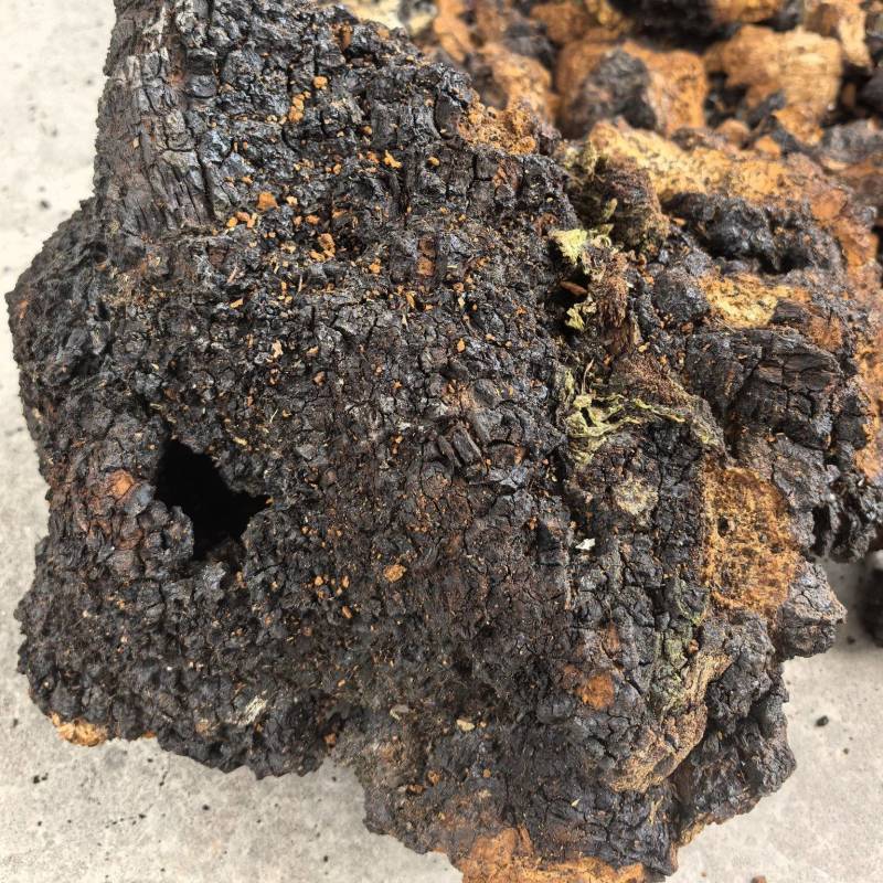 桦树茸