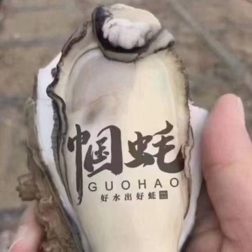 渤海湾生蚝产地一手货源价格便宜要的抓紧联系