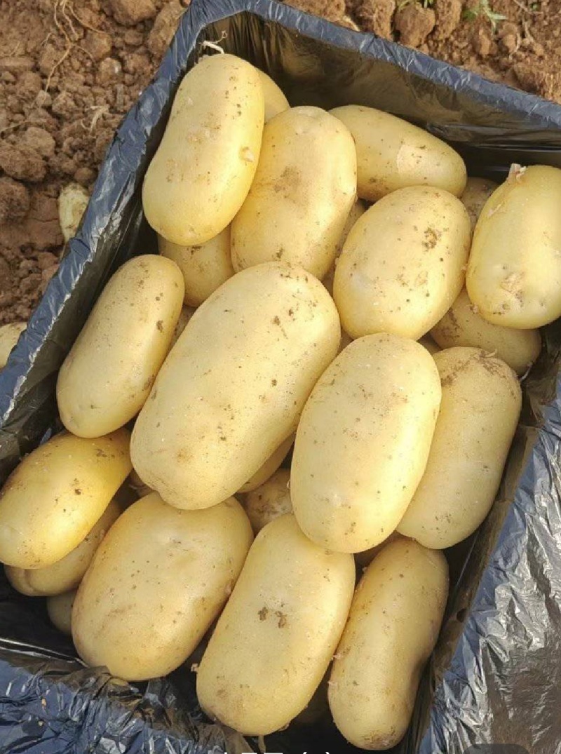 黄心土豆丨沃土丨实验丨荷兰土豆丨产地直发，支持电商超市