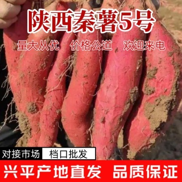 陕西秦薯5号红薯大量上市中对接市场档口量大从优产地直发