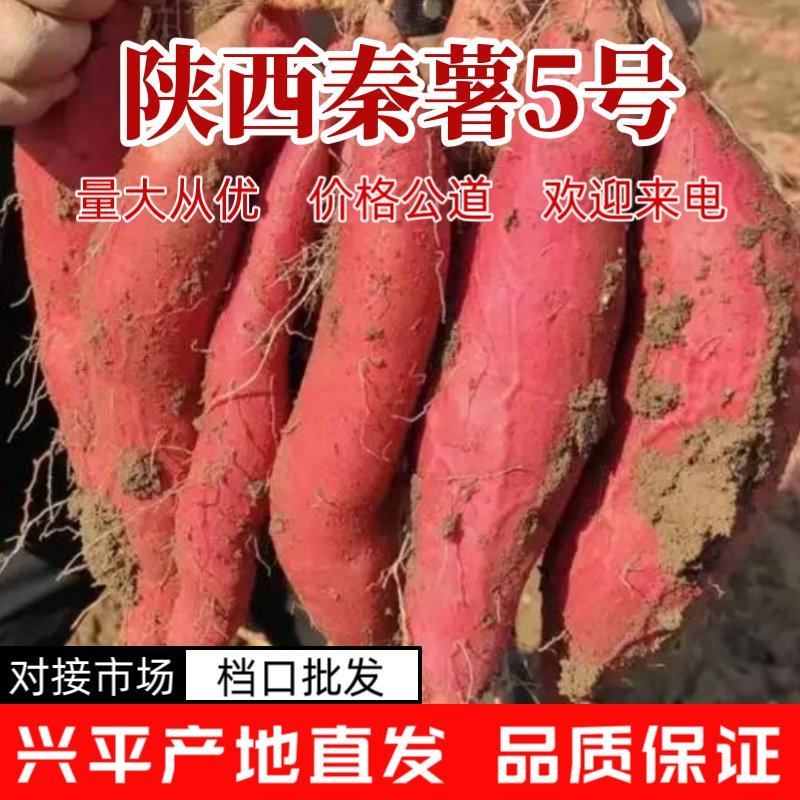陕西秦薯5号红薯大量上市中对接市场档口量大从优产地直发