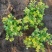 过路黄#过路黄方盘规格齐全#山东宿根花卉#花镜植物推荐#