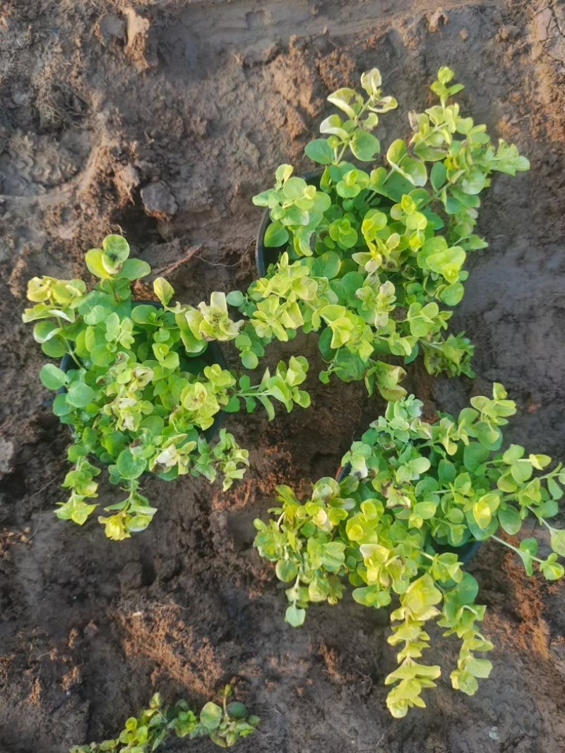 过路黄#过路黄方盘规格齐全#山东宿根花卉#花镜植物推荐#