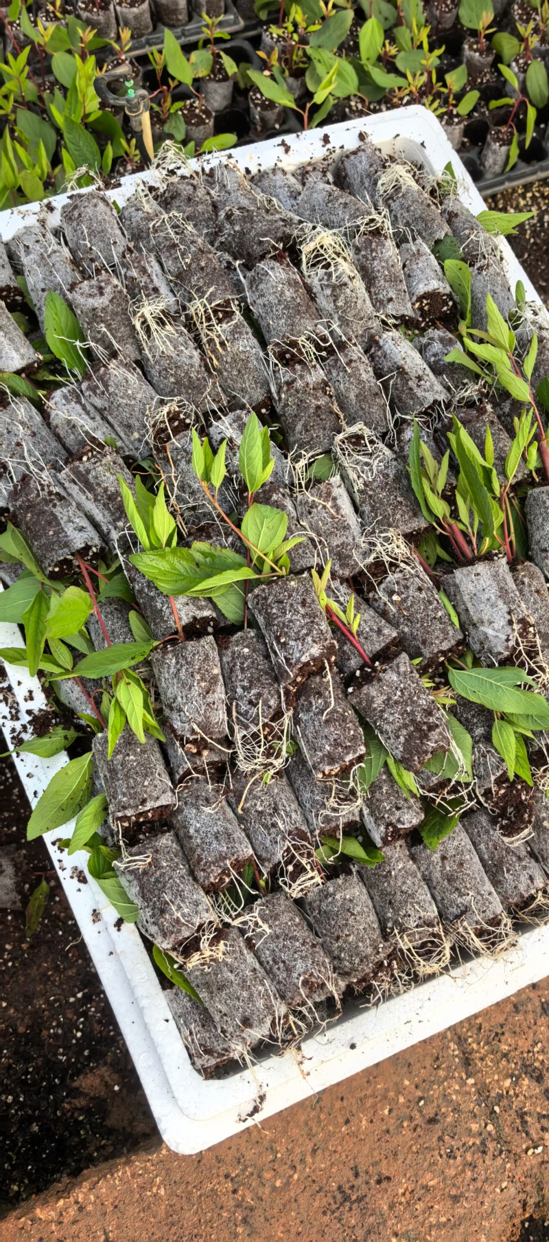 美洲茶