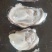 生蚝渤海湾生蚝一手货源价格便宜精品货流通价格要的联系我
