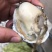 生蚝渤海湾生蚝一手货源价格便宜精品货流通价格要的联系我