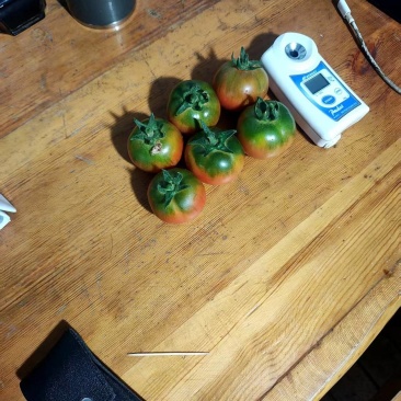 碱地草莓西红柿