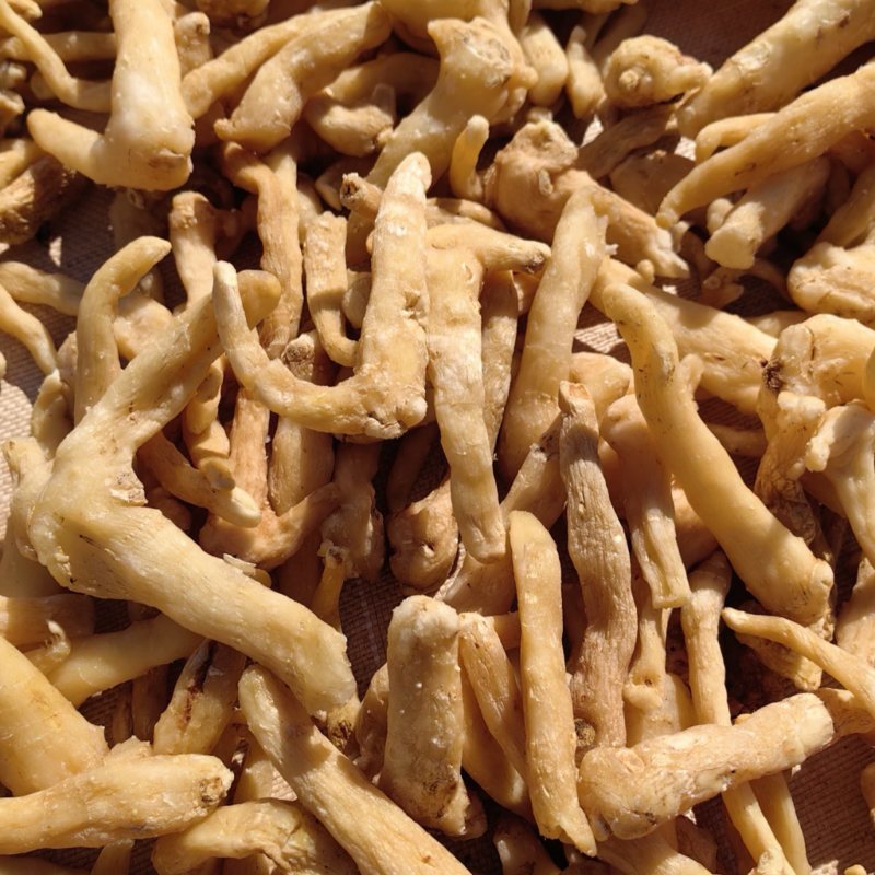 精品东北鸡头黄精，干货1.5厘米。一蒸一晒，自动化生产线