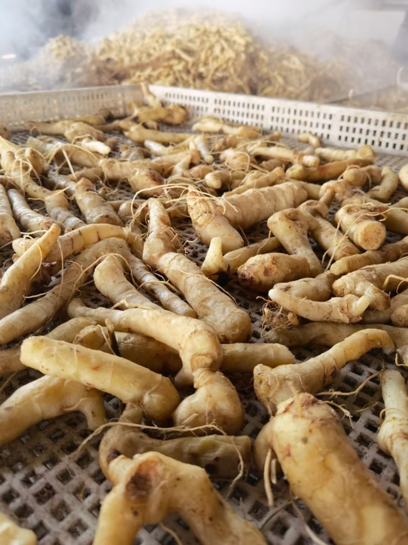 精品东北鸡头黄精，干货1.5厘米。一蒸一晒，自动化生产线