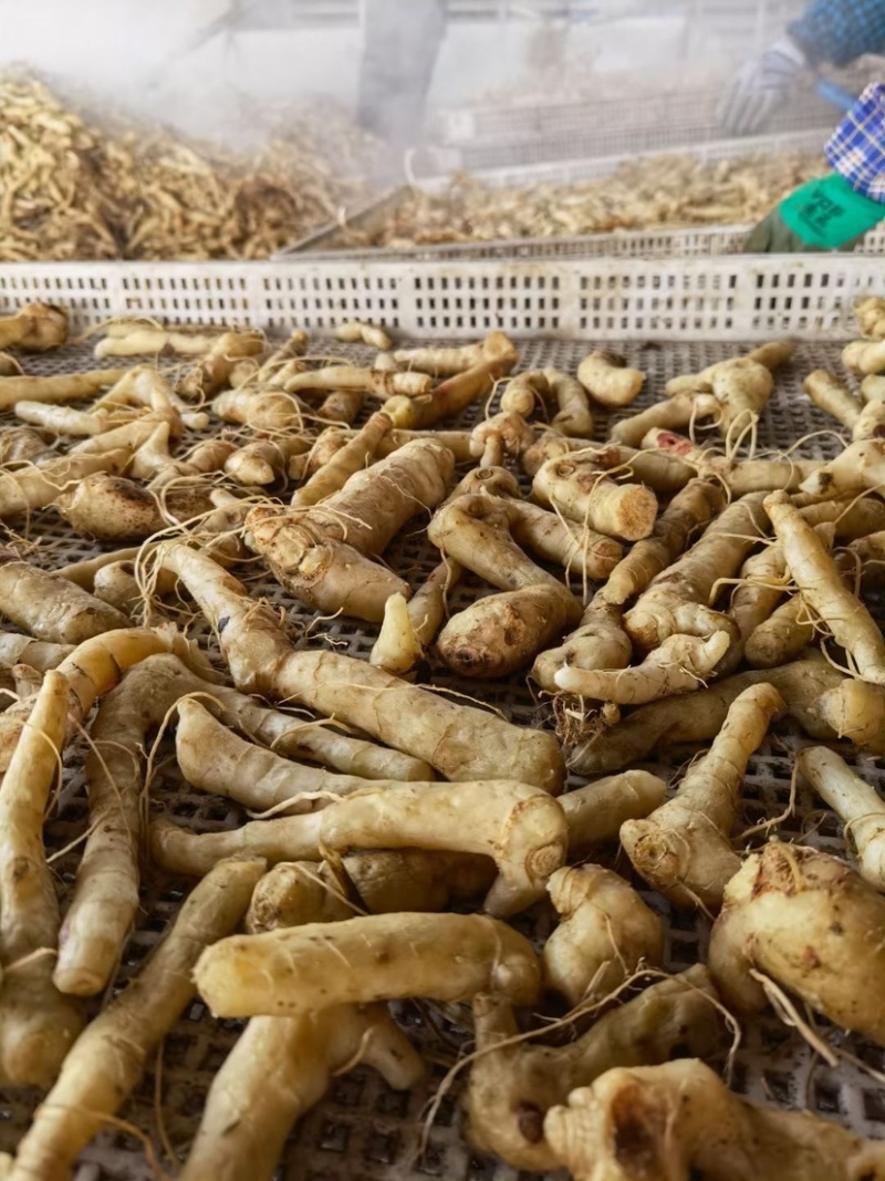 精品东北鸡头黄精，干货1.5厘米。一蒸一晒，自动化生产线