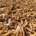 精品东北鸡头黄精，干货1.5厘米。一蒸一晒，自动化生产线