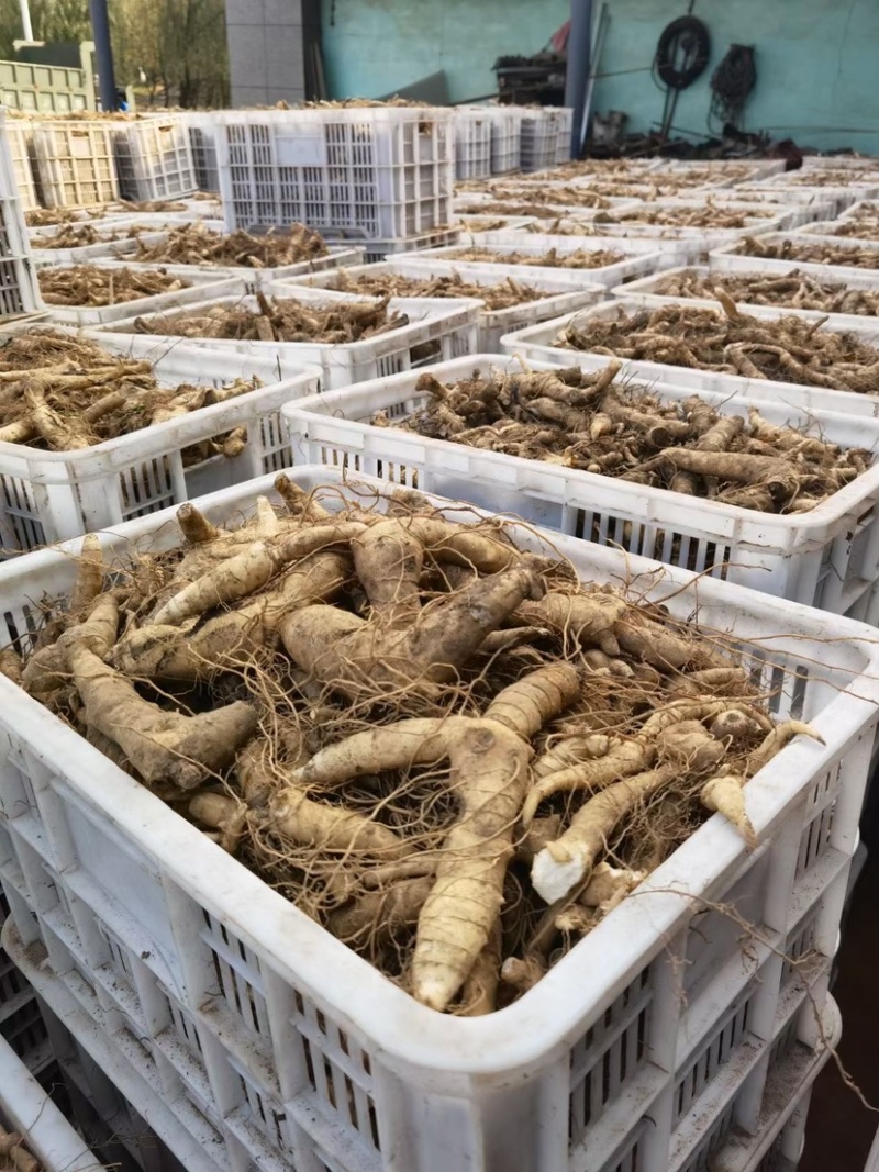 精品东北鸡头黄精，干货1.5厘米。一蒸一晒，自动化生产线
