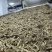 精品东北鸡头黄精，干货1.5厘米。一蒸一晒，自动化生产线