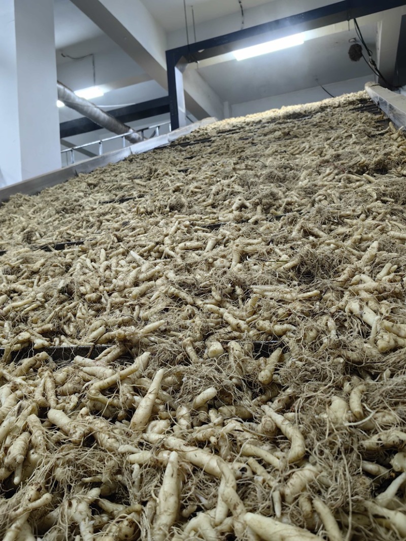 精品东北鸡头黄精，干货1.5厘米。一蒸一晒，自动化生产线