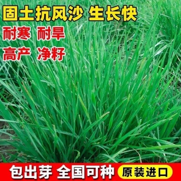 披碱草草籽护坡固土绿化工程耐旱种籽多年生四季常青牧草