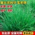 披碱草草籽护坡固土绿化工程耐旱种籽多年生四季常青牧草