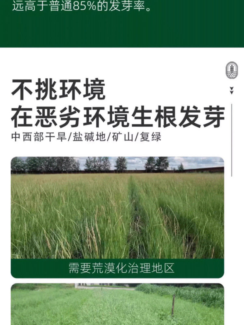 披碱草草籽护坡固土绿化工程耐旱种籽多年生四季常青牧草