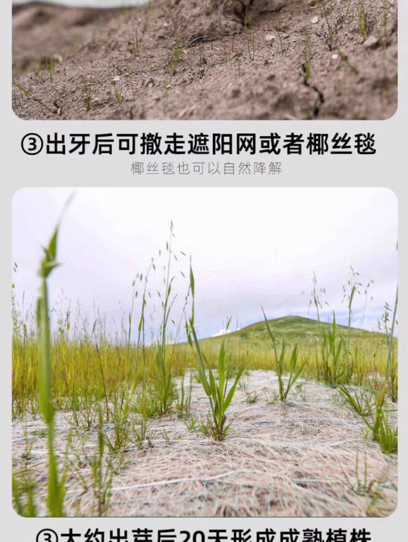 披碱草草籽护坡固土绿化工程耐旱种籽多年生四季常青牧草