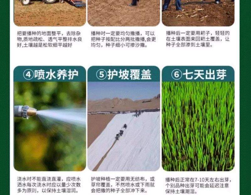 披碱草草籽护坡固土绿化工程耐旱种籽多年生四季常青牧草