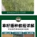 披碱草草籽护坡固土绿化工程耐旱种籽多年生四季常青牧草