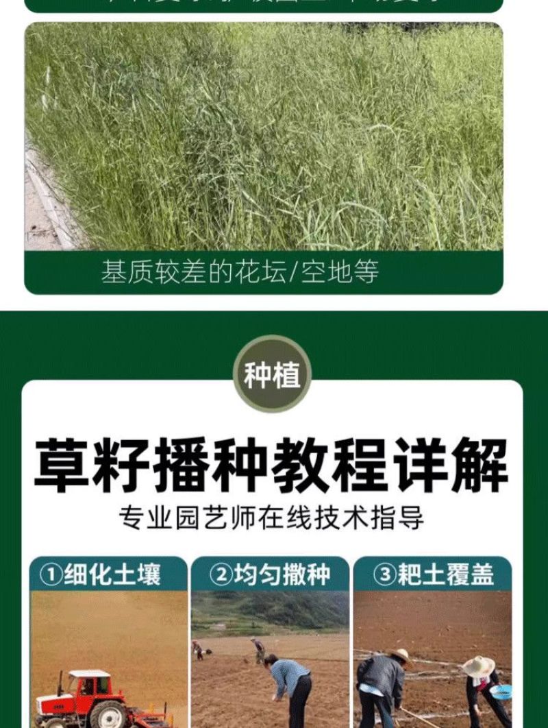 披碱草草籽护坡固土绿化工程耐旱种籽多年生四季常青牧草
