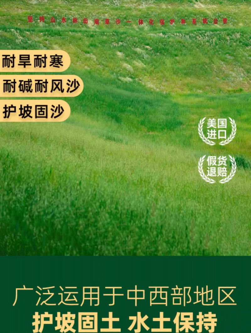 披碱草草籽护坡固土绿化工程耐旱种籽多年生四季常青牧草