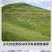 披碱草草籽护坡固土绿化工程耐旱种籽多年生四季常青牧草