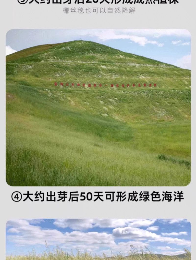 披碱草草籽护坡固土绿化工程耐旱种籽多年生四季常青牧草
