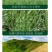 披碱草草籽护坡固土绿化工程耐旱种籽多年生四季常青牧草