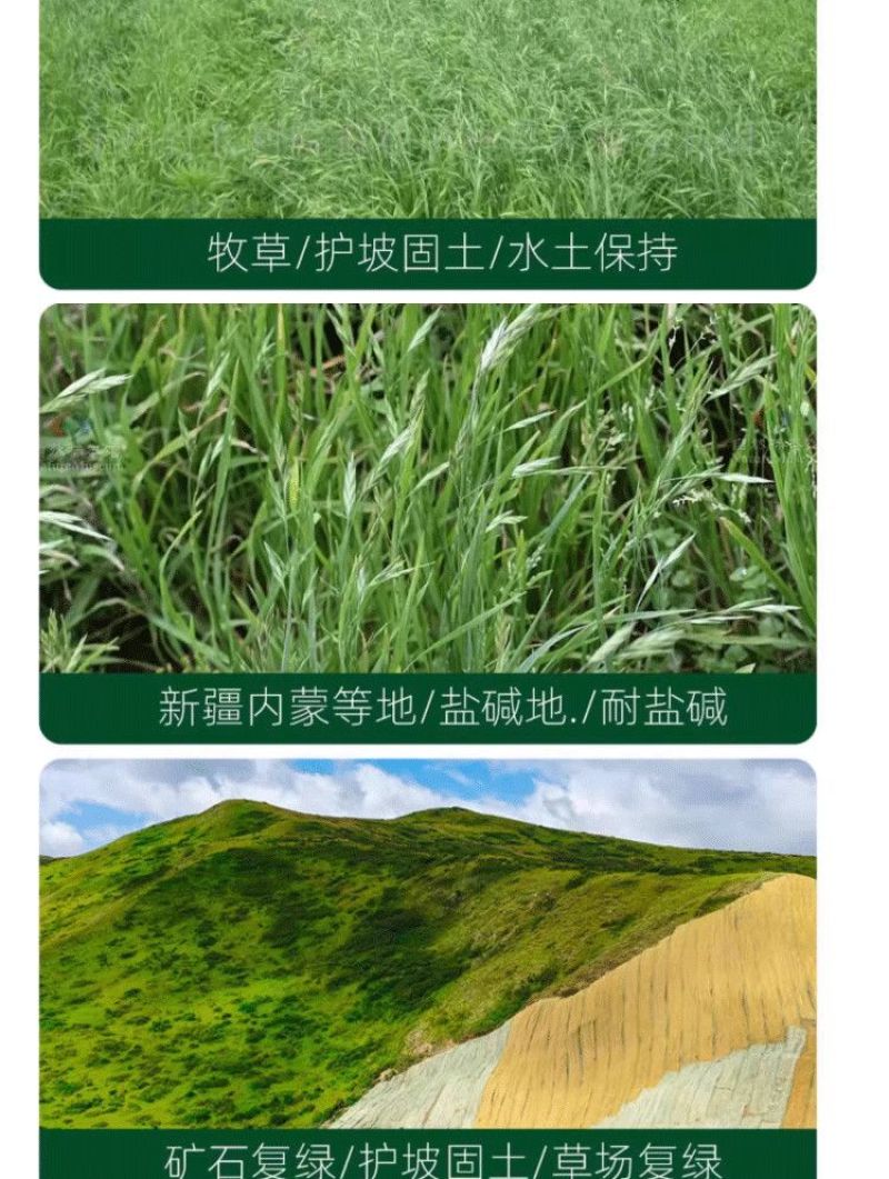 披碱草草籽护坡固土绿化工程耐旱种籽多年生四季常青牧草