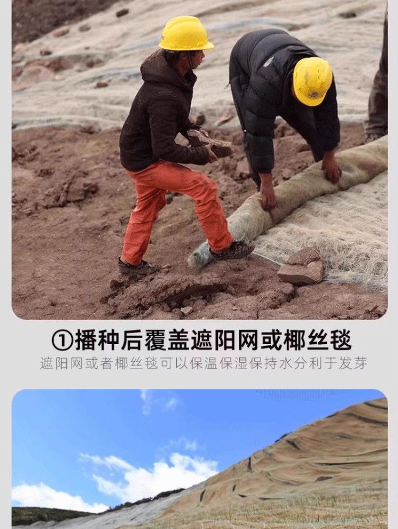 披碱草草籽护坡固土绿化工程耐旱种籽多年生四季常青牧草