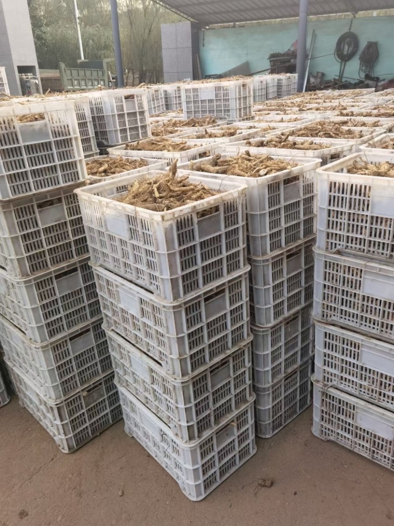 手选生晒干品。自动化工艺。大量接单。东北鸡头黄精干品