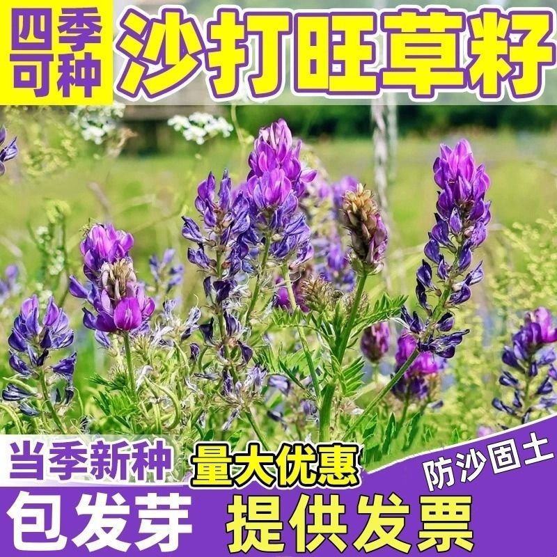 沙打旺种子多年生牧草籽四季常青果园绿肥防沙固土护坡绿化草