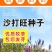 沙打旺种子多年生牧草籽四季常青果园绿肥防沙固土护坡绿化草