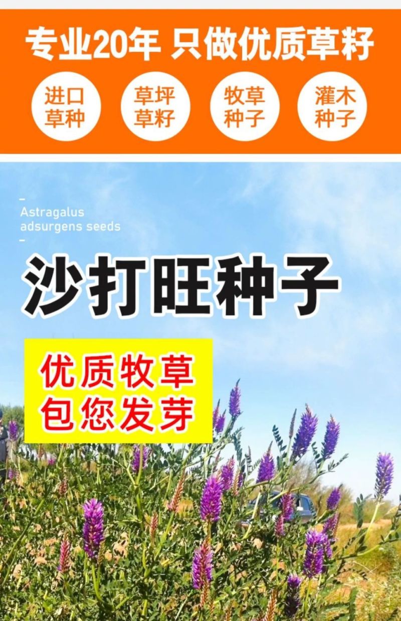 沙打旺种子多年生牧草籽四季常青果园绿肥防沙固土护坡绿化草