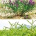 沙打旺种子多年生牧草籽四季常青果园绿肥防沙固土护坡绿化草