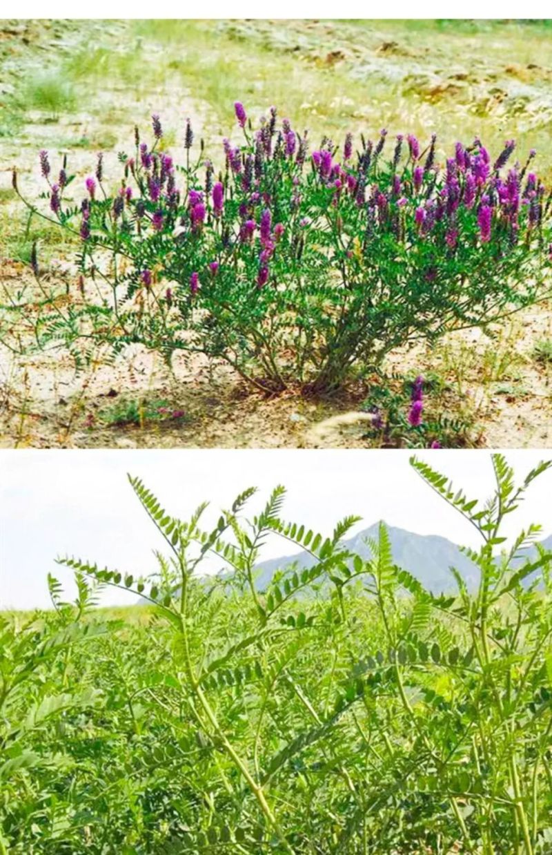 沙打旺种子多年生牧草籽四季常青果园绿肥防沙固土护坡绿化草