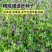 沙打旺种子多年生牧草籽四季常青果园绿肥防沙固土护坡绿化草