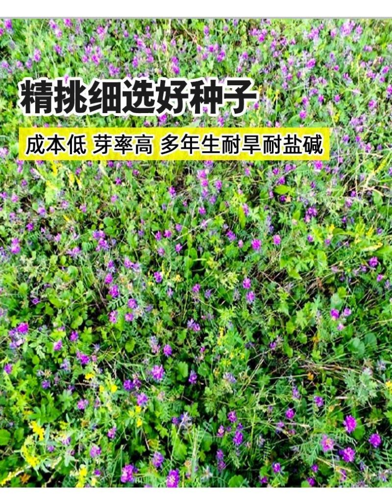 沙打旺种子多年生牧草籽四季常青果园绿肥防沙固土护坡绿化草