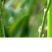 沙打旺种子多年生牧草籽四季常青果园绿肥防沙固土护坡绿化草